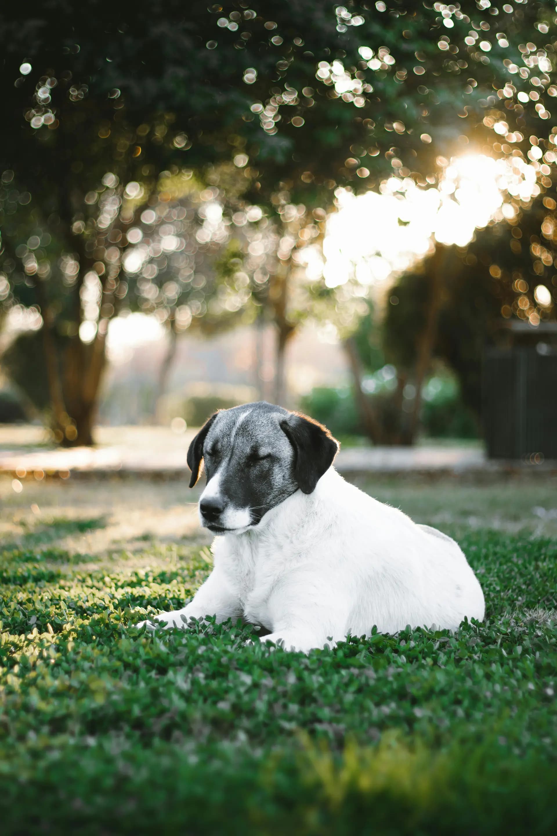 Dog resting on grass in a park at golden hour